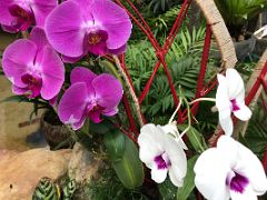 05C White and pink orchids in the Forsgate Conservatory Hong Kong Park